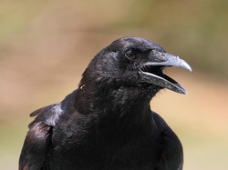 Setelah Kafe Kucing dan Burung Hantu, Sekarang Ada Kafe Gagak