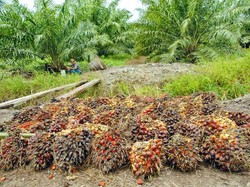Kampanye Anti-Sawit RI di Swiss Bisa Ganggu Bisnis Kedua Negara