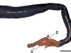Cacing Panjang Raksasa Ditemukan dalam Keadaan Hidup di Filipina