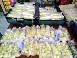Polres Sukabumi Gagalkan Penyelundupan Puluhan Ribu Bayi Lobster Polres Sukabumi Gagalkan Penyelundupan Puluhan Ribu Bayi Lobster