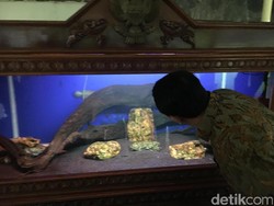 Saat Ahok Kepincut Arwana yang Dipelihara di Dekat Kantor Jokowi