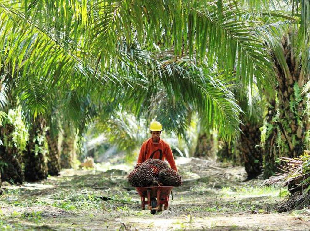 Darmin Kumpulkan Pejabat Bahas Studi Kelapa Sawit Darmin Kumpulkan Pejabat Bahas Studi Kelapa Sawit