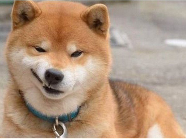 Riset Pemilik Anjing Kecil Kemungkinan Berselingkuh
