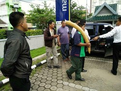 Hendak Jual Gading Gajah Sumatera, 2 Pria Diamankan di Jambi