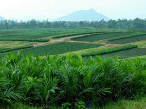 Ingin Punya Lahan HGU? Begini Cara Dapatnya Ingin Punya Lahan HGU? Begini Cara Dapatnya