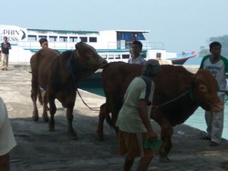 Panwaslu Kepulauan Seribu Amankan 23 Sapi dari PDIP