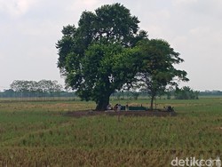 Tentang Petilasan Dampu Awang, Lokasi Pertapaan Baru Mbah Fanani
