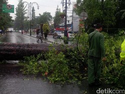 Hindari Kawasan Dago, Pohon Tumbang Tutup Jalan