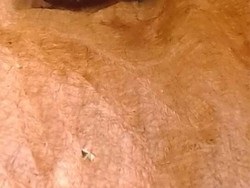 Ular Sanca Ditemukan di Sebuah RS Tangerang