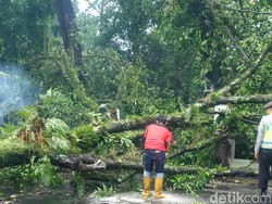 63 Pohon Tumbang di Bandung, Pemkot: Ada Timpa Mobil dan Rumah