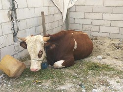 Melihat Kondisi Sapi yang Diamankan Panwaslu Kepulauan Seribu