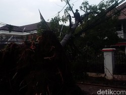 Pohon Tumbang di Jalan Diponegoro Hampir Timpa Rumah