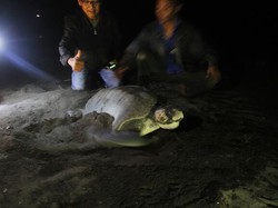 Lagi, Penyu Bertelur Di Pantai Boom Banyuwangi