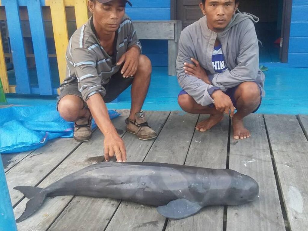 2 Lumba-lumba Ditemukan Mati Tersangkut Jaring Nelayan di Riau