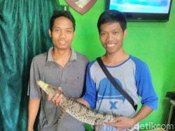 Warga Yogya Temukan Buaya Muara di Sungai Tengah Kota