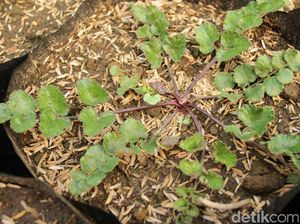 4 Resep Minuman Herbal Purwoceng Khas Dieng dan Khasiat Kesehatannya