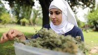 Biarawati AS Produksi Obat-obatan dari Ganja