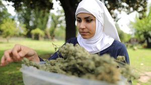 Biarawati AS Produksi Obat-obatan dari Ganja