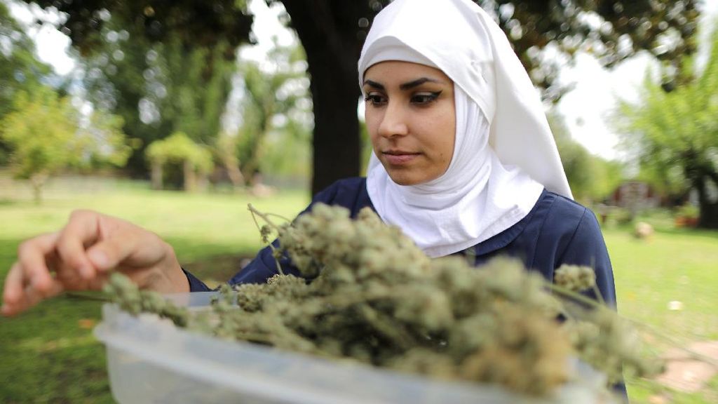 Biarawati AS Produksi Obat-obatan dari Ganja Biarawati AS Produksi Obat-obatan dari Ganja