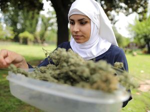 Biarawati AS Produksi Obat-obatan dari Ganja