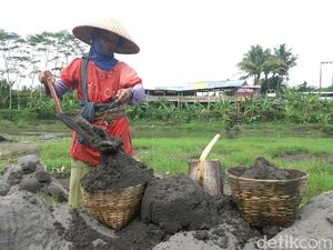 Hidupi Tiga Anak, Mundariah Gendong  50 Keranjang Pasir Tiap Hari