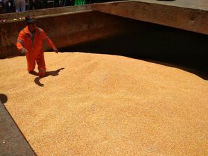 Masih di Gudang Bulog, 62.000 Ton Jagung Impor Belum Terserap