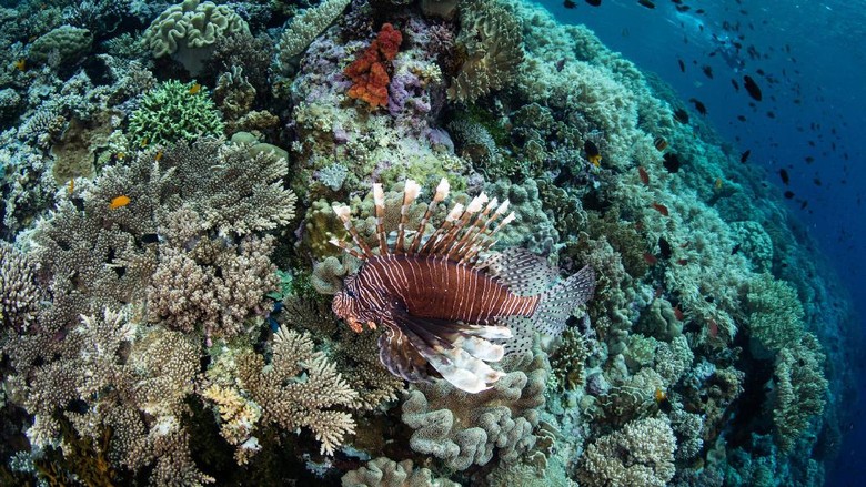 Foto: Pesona bawah laut Wakatobi (Thinkstock)