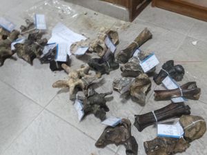 Mau Gali Makam, Eh Malah Temukan Fosil Gajah Mau Gali Makam, Eh Malah Temukan Fosil Gajah