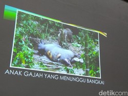 Momen Haru Anak Gajah Tunggu Induk yang Mati Diduga Diracun