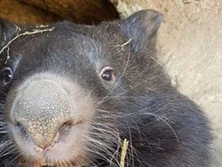 Patrick Wombat Tertua dalam Penangkaran di Dunia Telah Mati
