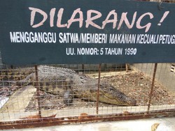 Warga Aceh Singkil Pancing Buaya 5 Meter, Kini Diamankan BKSDA