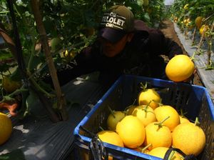 Panen Melon Petani Binaan