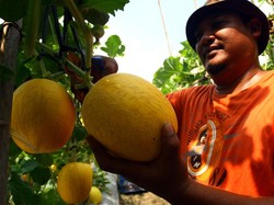 Petani Jangan Hanya Tanam Pajale