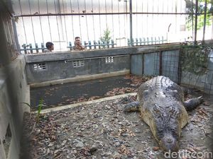 Detik-detik Menegangkan Sudianto Lolos dari Terkaman Buaya