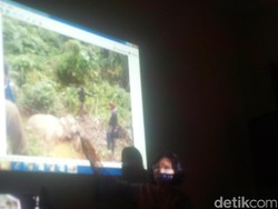 Seekor Gajah Betina Ditemukan Mati di Langkat Sumut