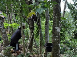 Aneka Cerita Tingkah Owa Jawa di Cimaranginan Sukabumi