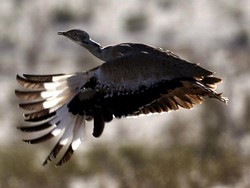 Disandera Sejak 2015, Rombongan Pemburu Qatar Dibebaskan