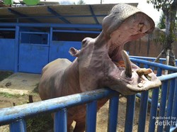 Yuk, Lepaskan Penat di Kebun Binatang Batu Secret Zoo! Gratis!