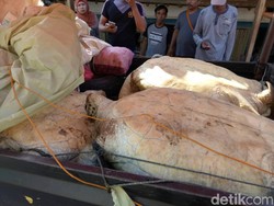 Polisi Gagalkan Penyelundupan Penyu Hijau di Pandeglang Banten