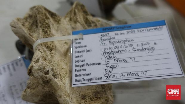 Sangiran, Jawa Tengah, merupakan kawasan cagar budaya yang amat dihormati dunia karena kandungan fosil di dalamnya.