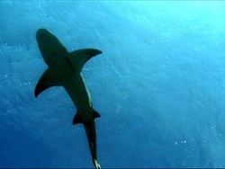 Upaya Cegah Serangan Hiu dengan Drone