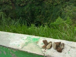 Mitos Lempar Batu & Sumur Pengabul Keinginan di Banjarnegara