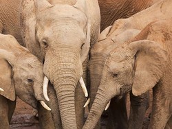 Mengapa Kita Tak Boleh Kencing di Depan Gajah?