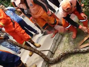 Ular yang Ditangkap di Pasar Minggu akan Digunakan Latihan Rescue