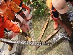 Detik-detik Ular 4 Meter Dilakban dan Ditarik dari Got Pasar Minggu