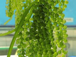 Susi Kembangkan Budi Daya Anggur Laut untuk Tembus Pasar Ekspor