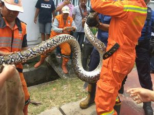 Penjelasan Sudin PKP soal Sanca Batik yang Ditemukan di Pejaten