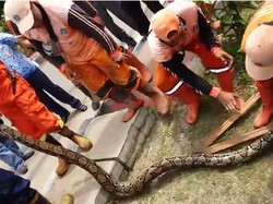 Tips Agar Lingkungan Tempat Tinggal Tak Nyaman untuk Ular