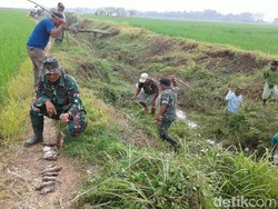 Saat TNI Perang Dengan 1.000 Tikus di Indramayu
