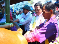 Jurus Mentan Tingkatkan Produksi Ternak